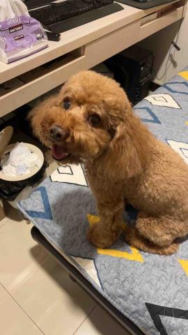 提供遛狗打工服務的專家劉家伶