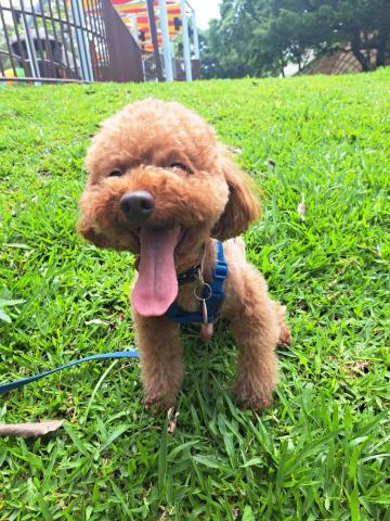 郭晉 - 客戶寄養紅貴賓