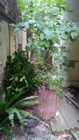 于森園藝企業社 （林先生） - 施工前