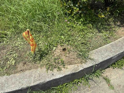 藝橙環保病媒防治 - 