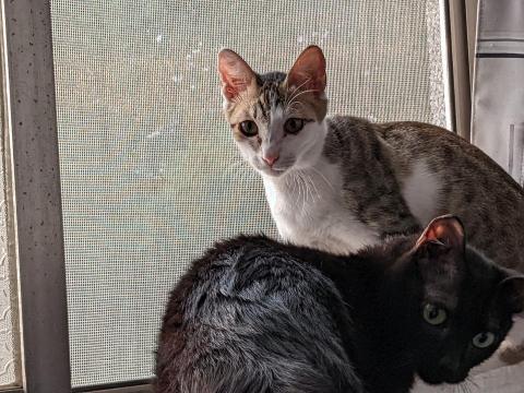 林韡潪（ADiA） - 可愛的貓