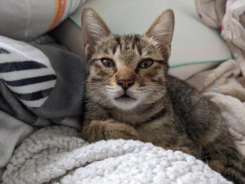 林韡潪（ADiA） - 睡矇的貓