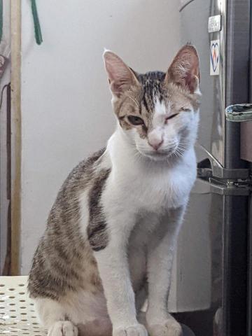 林韡潪（ADiA） - 眨眼的貓