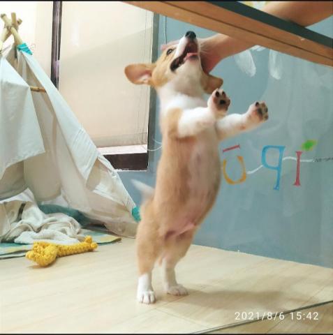 澄室室內設計 - 為狗狗打造的玻璃隔屏區,避免封閉感 澄室室內設計 - 為狗狗打造的玻璃隔屏區,避免封閉感