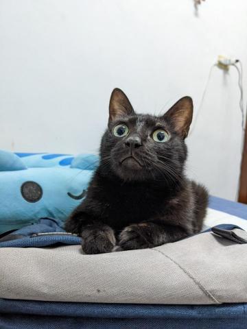 林韡潪（ADiA） - 好奇的貓