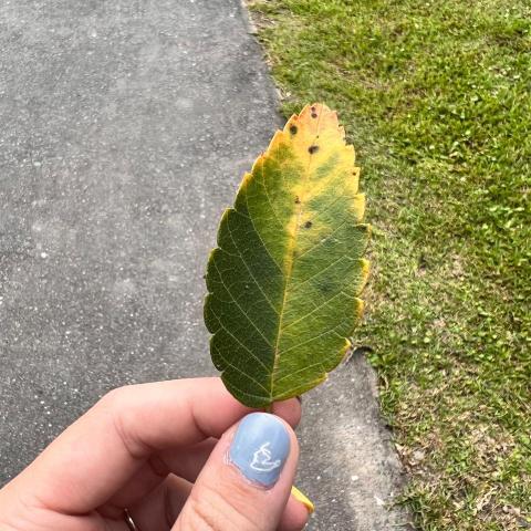 提供120服務的專家Weylin Chen