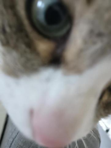 小毛頭寵物保母 - 超親人的小貓