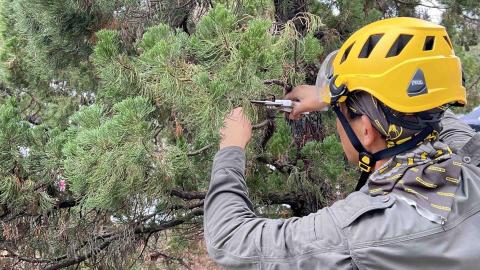 高空修樹（空降神兵） - 修剪整形樹木