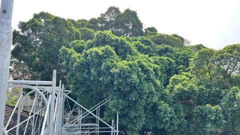 高空修樹（空降神兵） - 成功大學樹木修剪工程