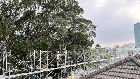 高空修樹（空降神兵） - 台南成功大學樹木修剪工程