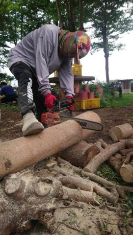 你為什麼不問問神奇海螺呢 - 園藝鋸木分解