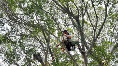 高空修樹（空降神兵） - 高空樹木修剪