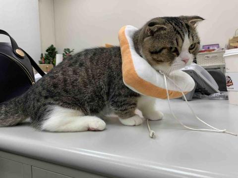 JOYCE安心寵物保姆 -  3