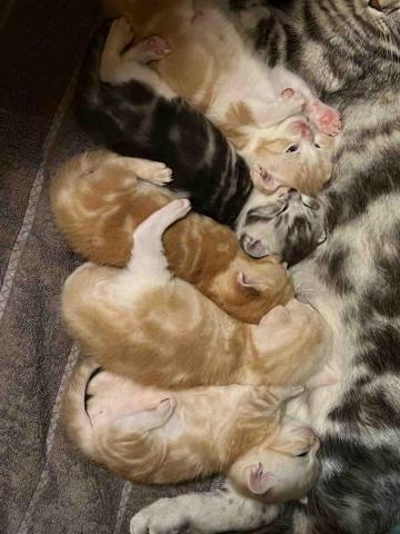 JOYCE安心寵物保姆 -  4