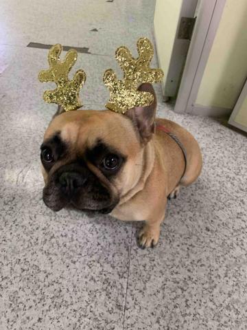 JOYCE安心寵物保姆 -  6