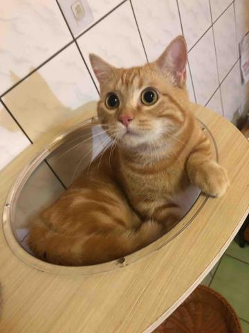 JOYCE安心寵物保姆 - 1