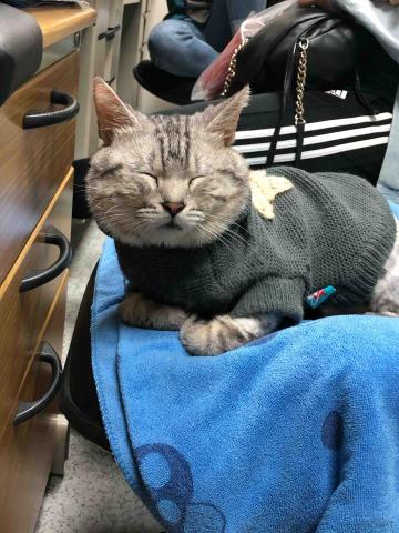 JOYCE安心寵物保姆 - 2