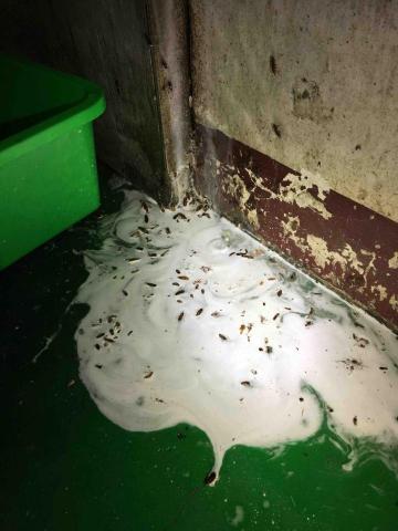 津佑專業除蟲 - 德國蟑螂防治施藥後