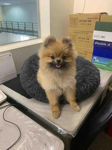 JOYCE安心寵物保姆 - 7