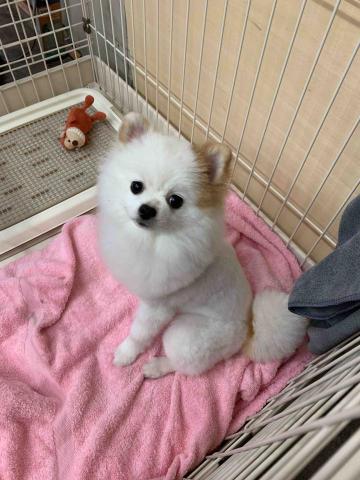 JOYCE安心寵物保姆 - 5