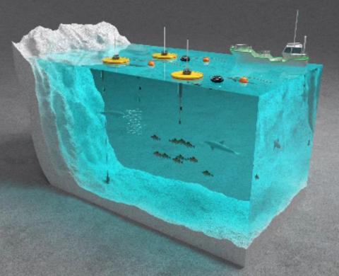 顏大頭 - 海域模型
