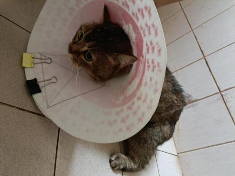 與你相遇寵物沙龍到府美學館 -  與你相遇寵物沙龍到府美學館 -