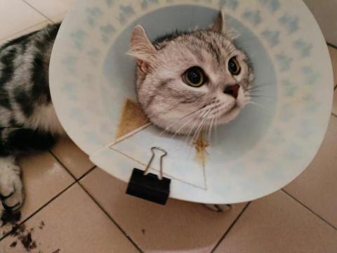 與你相遇寵物沙龍到府美學館 -  與你相遇寵物沙龍到府美學館 -