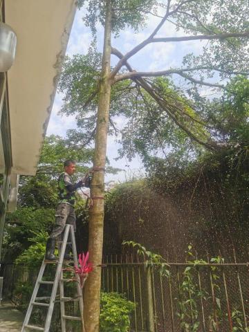 于森園藝企業社 （林先生） - 小葉懶人樹 作業中