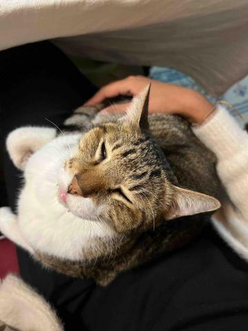 Joann - 我自己的貓貓 養了今年13歲