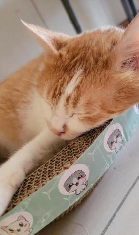 提供隔音窗廉服務的專家李廉琪