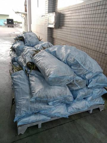 劉東明 - 載運鳳梨葉