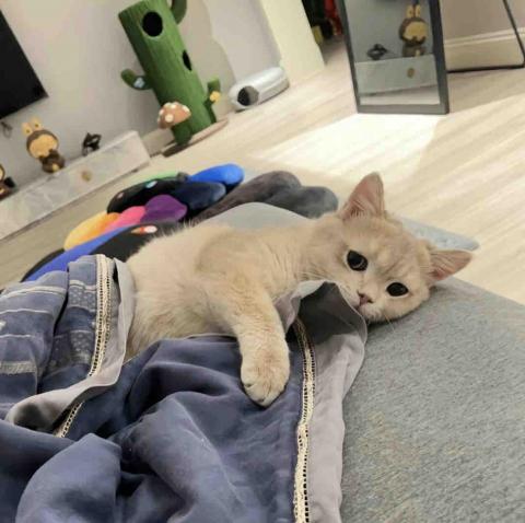 提供apex服務的專家DMOR