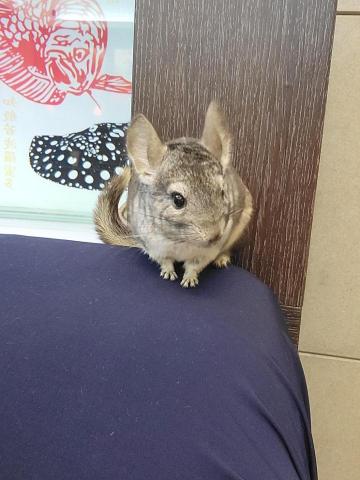 柳愷芯 - 家中飼養的寵物（龍貓）