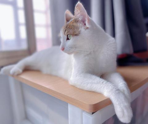 貓爸爸的影音工作室 - 