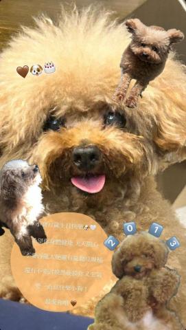 柳愷芯 - 家中飼養的寵物（貴賓狗）