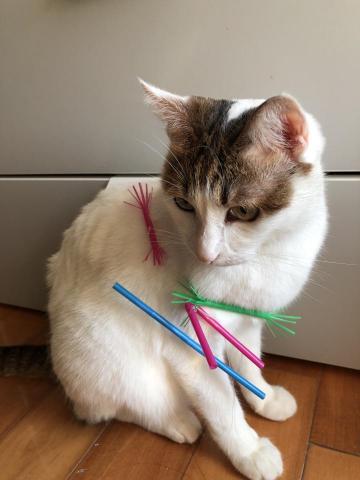 貓爸爸的影音工作室 - 