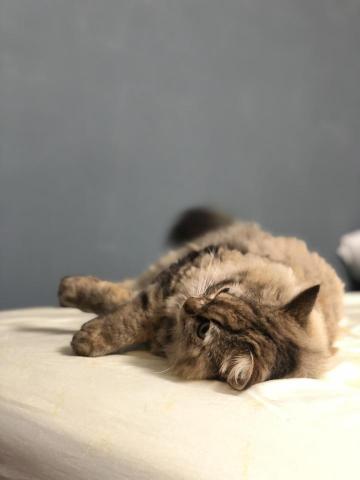 貓爸爸的影音工作室 - 