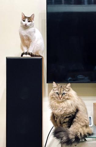 貓爸爸的影音工作室 - 