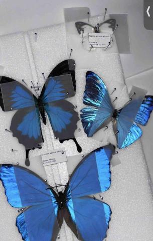 羽凡 - 製作標本培育腦部發育及動手能力