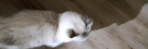 詹怡真 - 寄住的小孩