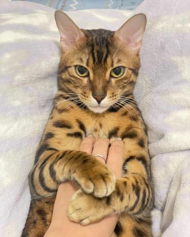 Gina  Lian - 我養的貓