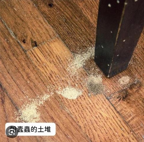 鑫立環保工程行 - 蛀蟲