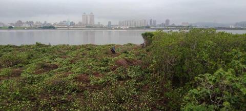 于森園藝企業社 （林先生） - 紅樹林施工後