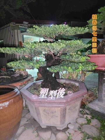 桂香傳七里園藝 - 