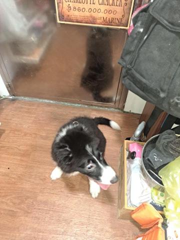 郭晉 - 小邊境寄養