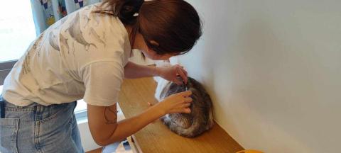 森林小姐貓貓狗勾陪伴師 / 寵物按摩運動 - 