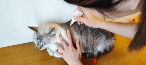 森林小姐貓貓狗勾陪伴師 / 寵物按摩運動 - 