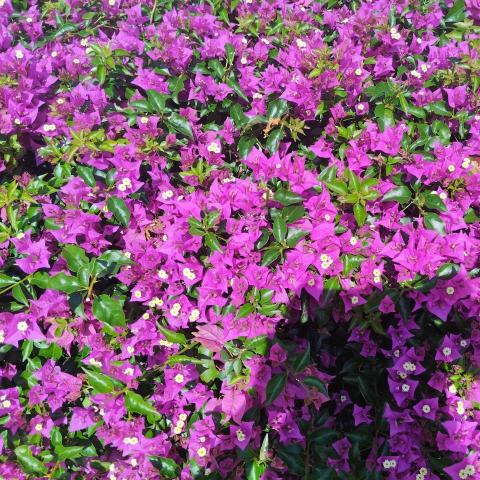 提供民宿服務的專家徐淑芬