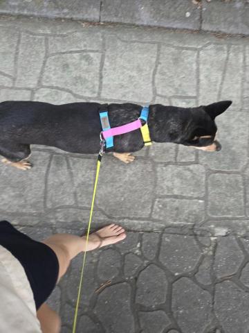 森林小姐貓貓狗勾陪伴師 / 寵物按摩運動 - 