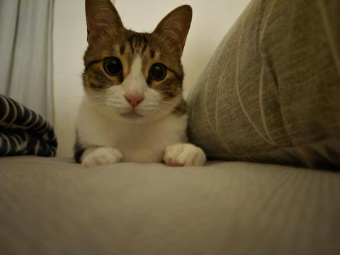 森林小姐貓貓狗勾陪伴師 / 寵物按摩運動 - 